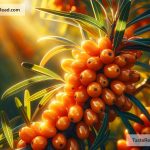 Why Sea Buckthorn Is a Superfood You Need to Know About