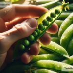 The science behind the crunchiness of fresh snap peas