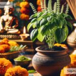 Why basil is considered a sacred herb in India